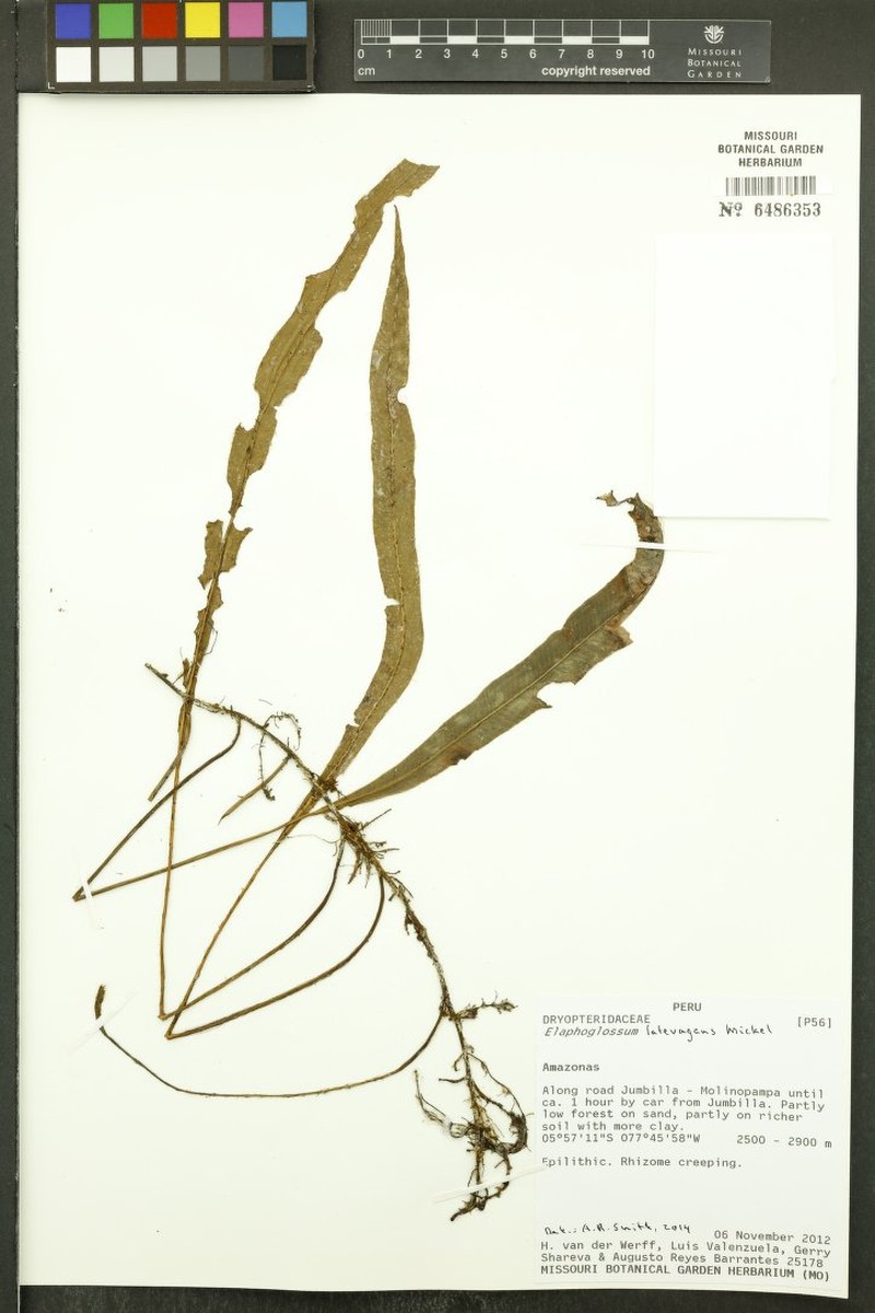Elaphoglossum latevagans