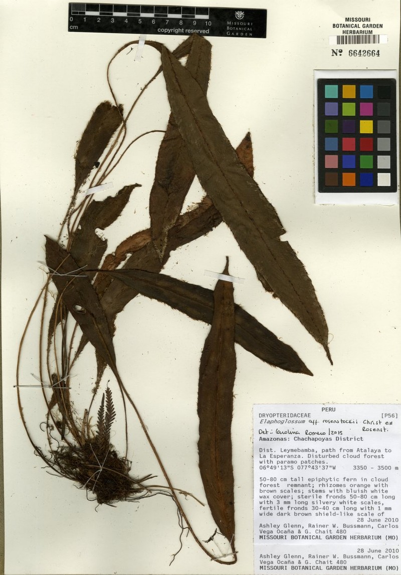 Elaphoglossum latevagans photo 2
