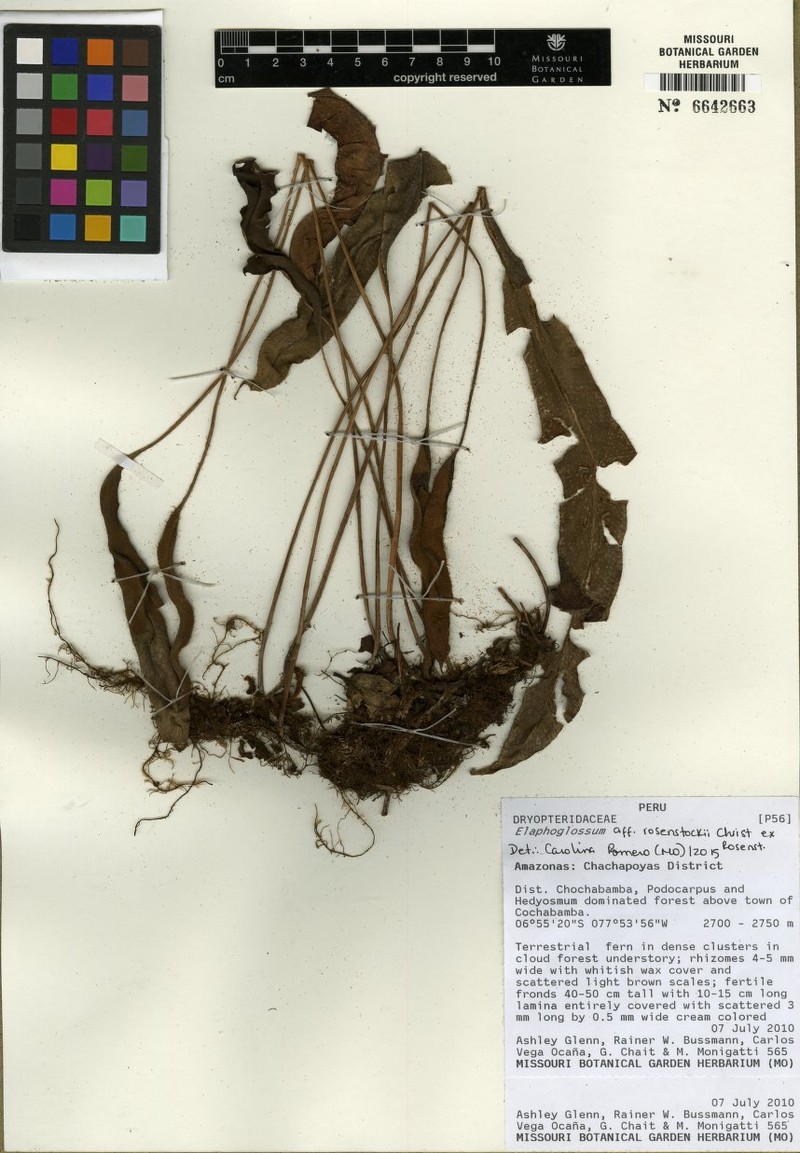 Elaphoglossum latevagans photo 3