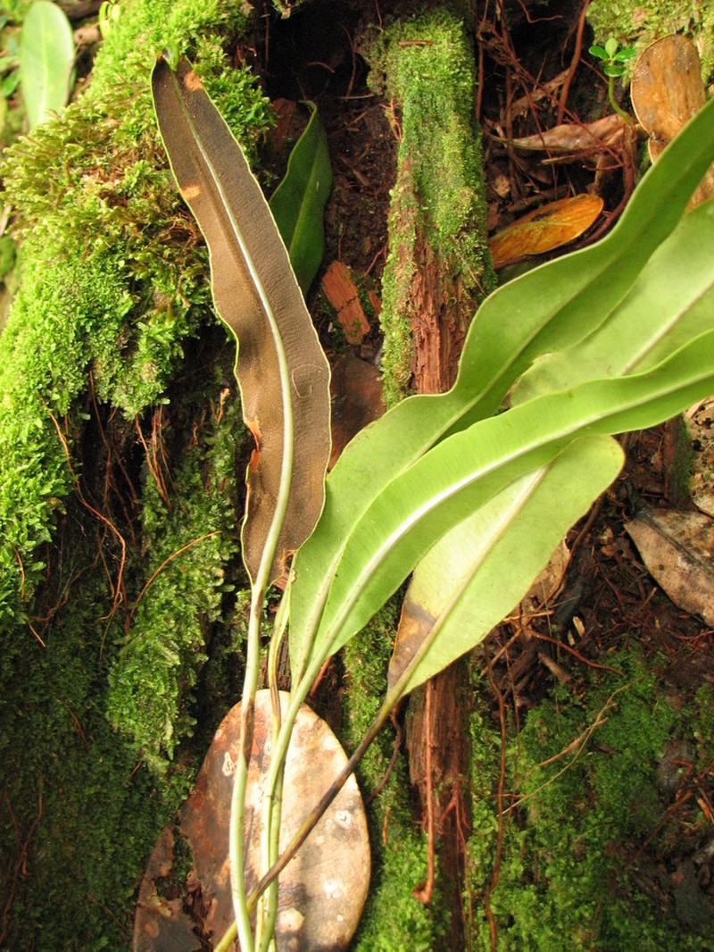 Broadleaf Tonguefern