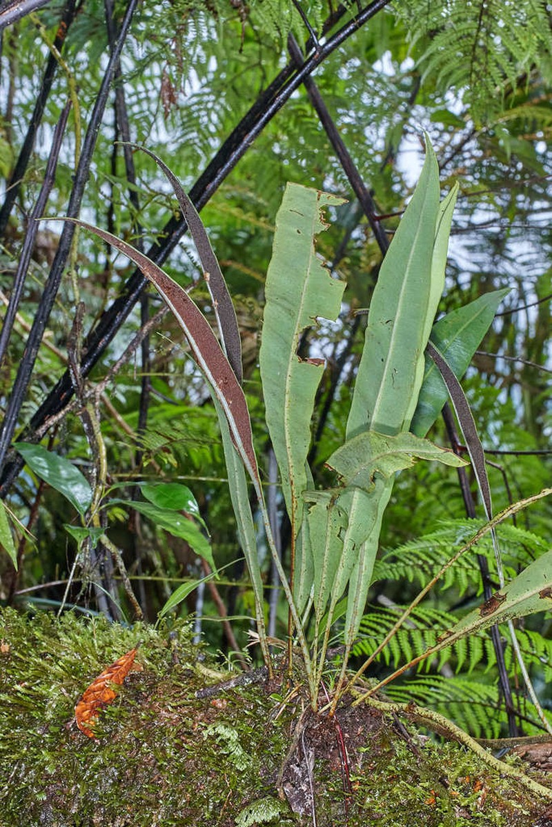 Broadleaf Tonguefern photo 2