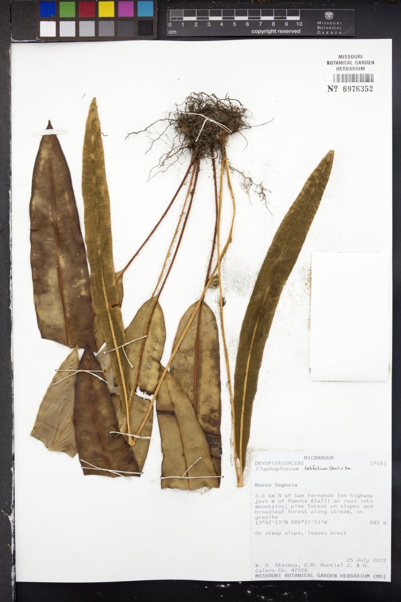 Broadleaf Tonguefern photo 6