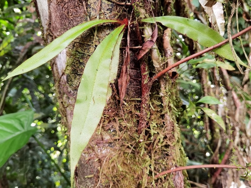 Elaphoglossum latum photo 2