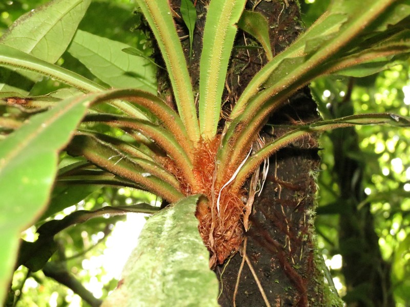 Elaphoglossum latum photo 4