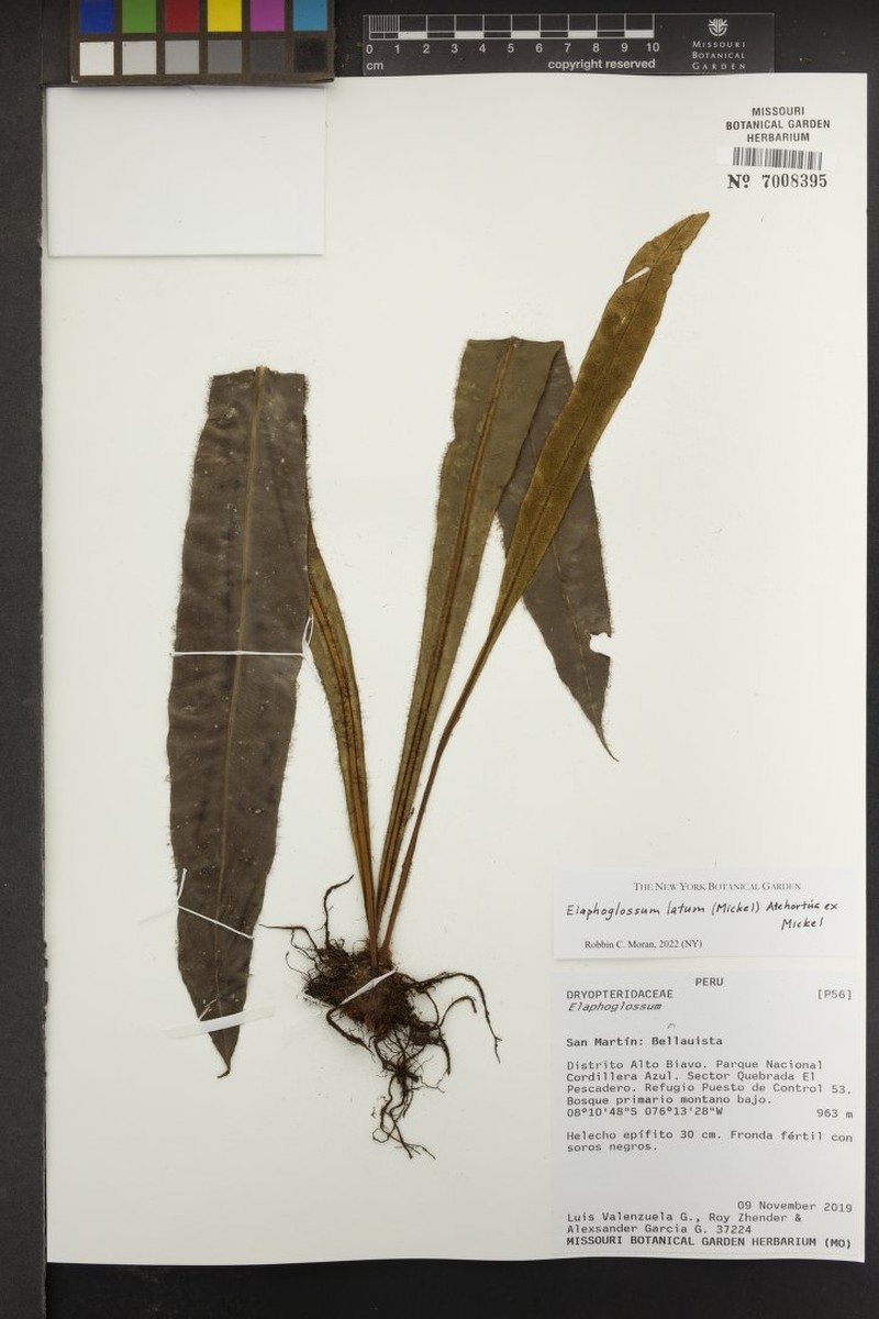 Elaphoglossum latum photo 5
