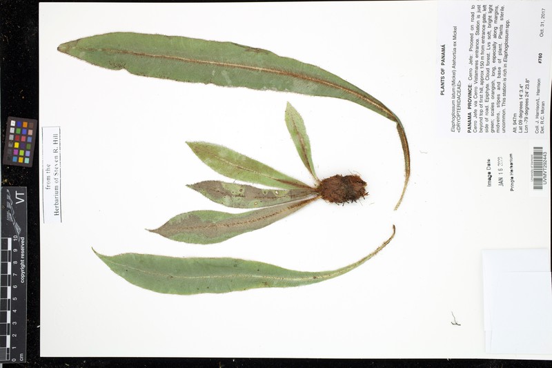 Elaphoglossum latum photo 6