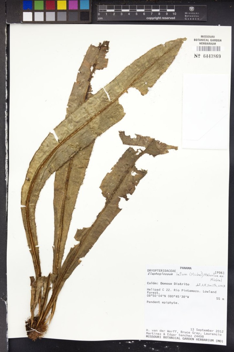 Elaphoglossum latum photo 7