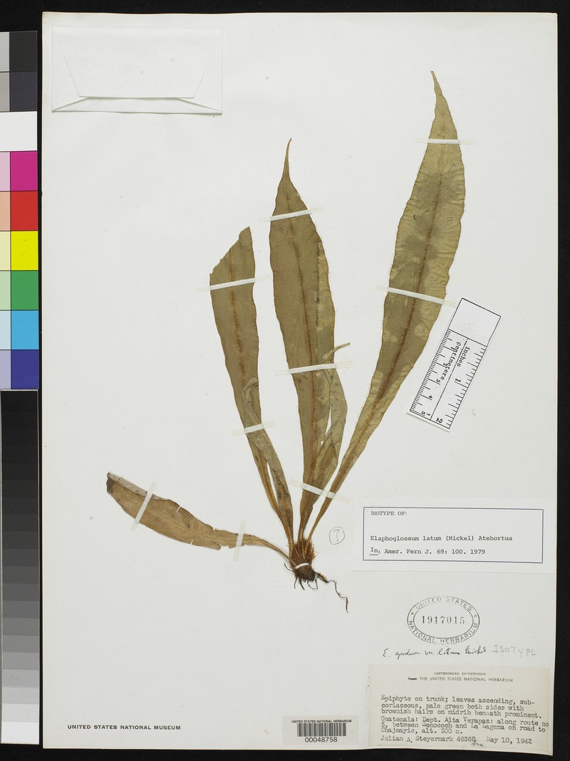 Elaphoglossum latum