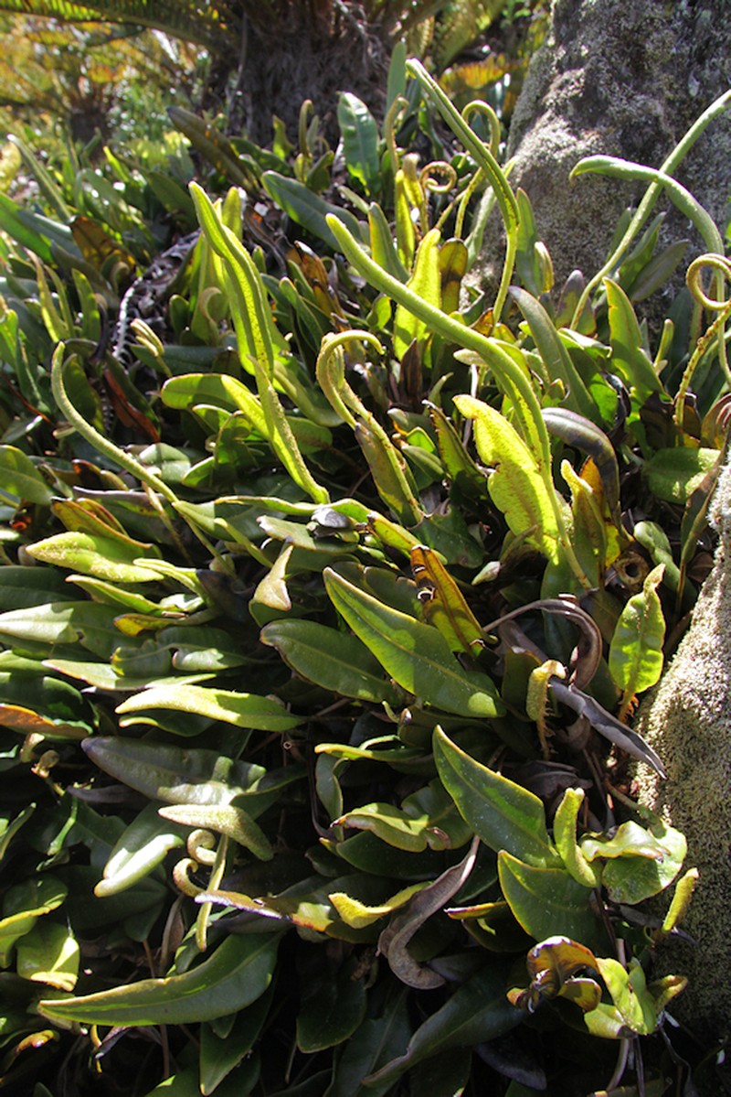 Elaphoglossum laurifolium