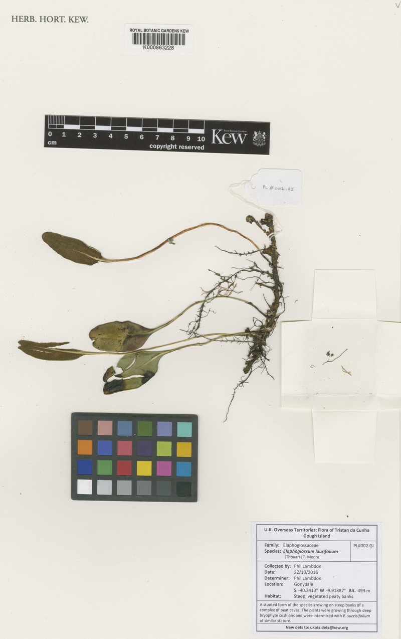 Elaphoglossum laurifolium photo 2