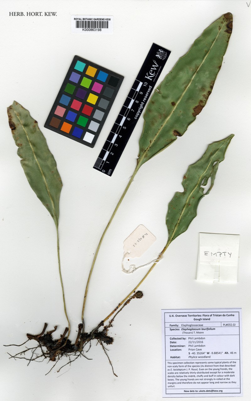 Elaphoglossum laurifolium photo 3