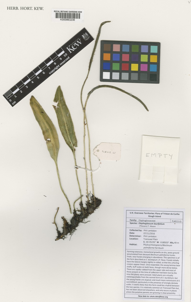 Elaphoglossum laurifolium photo 4