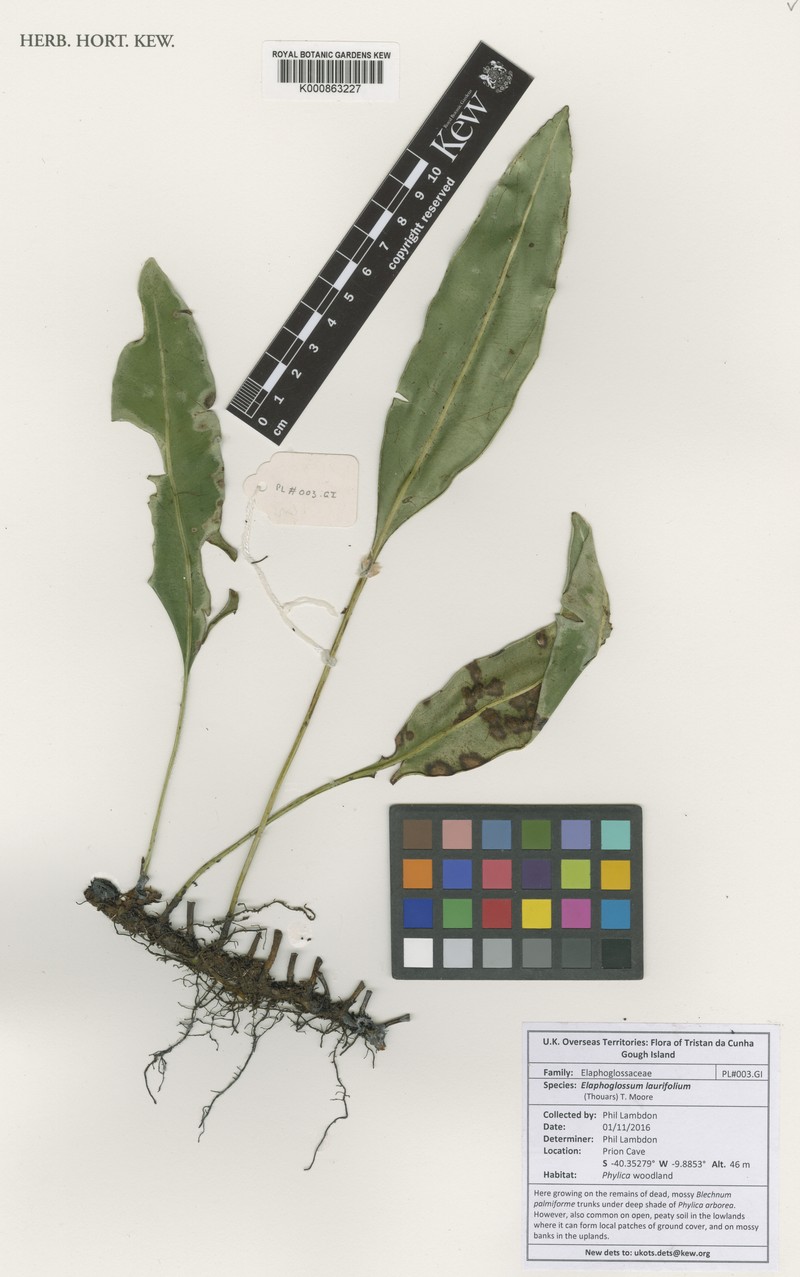 Elaphoglossum laurifolium photo 5
