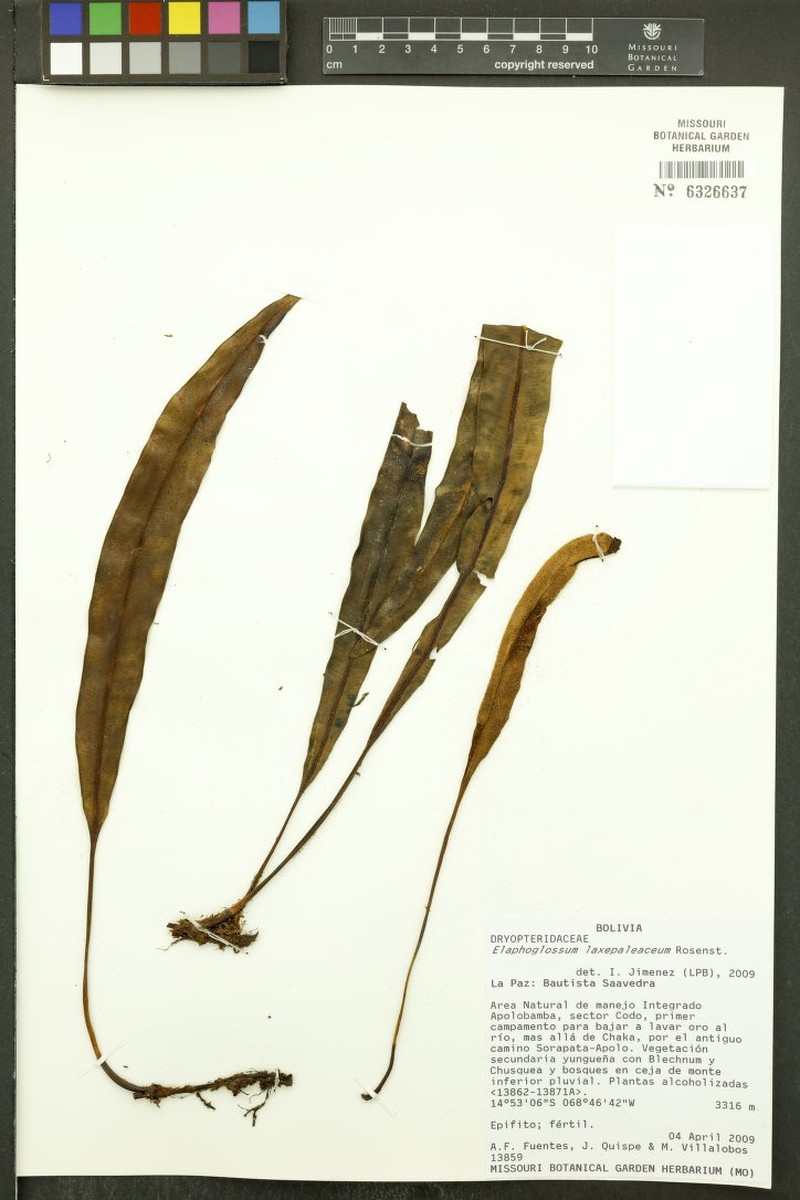 Elaphoglossum laxepaleaceum photo 2
