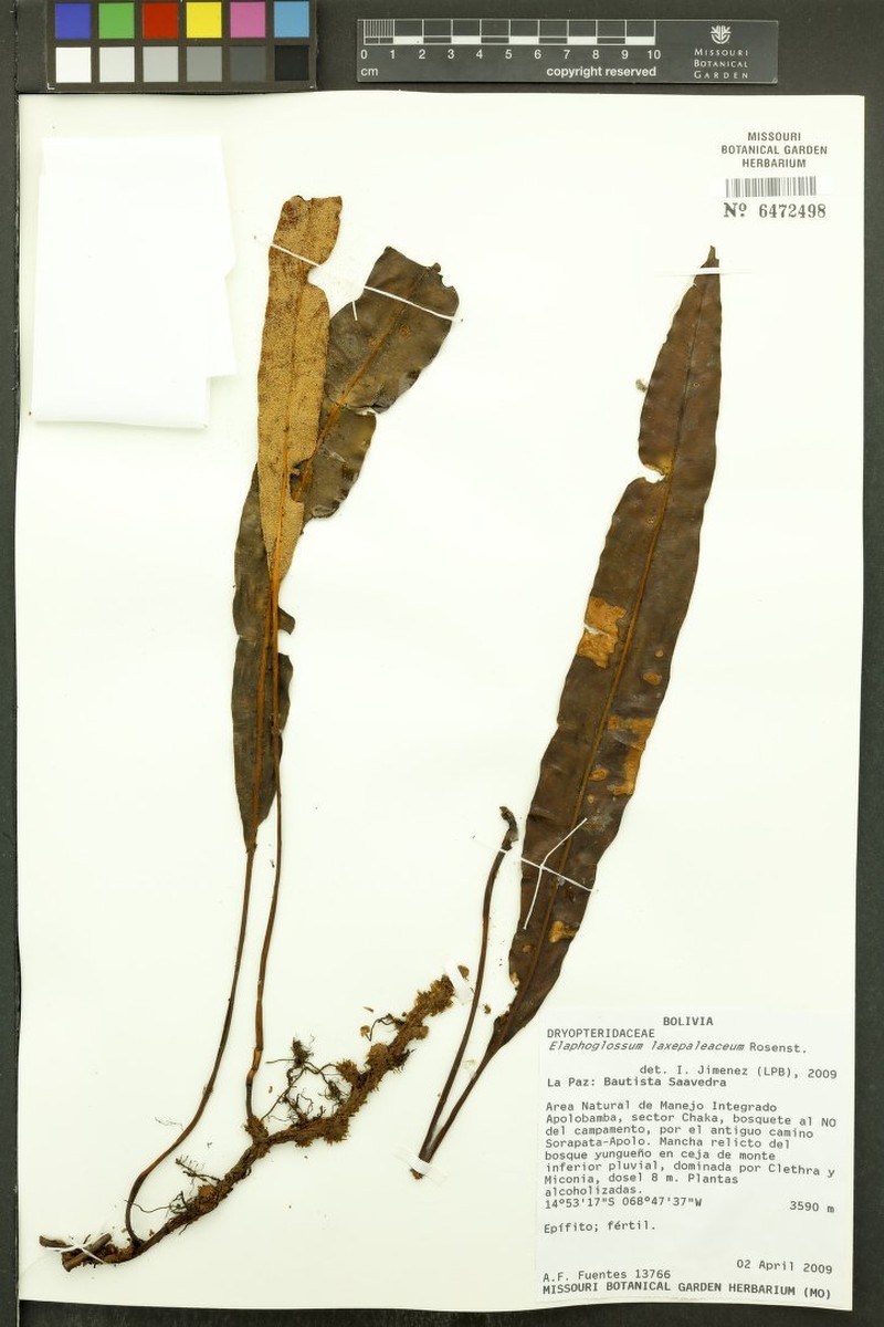 Elaphoglossum laxepaleaceum photo 3