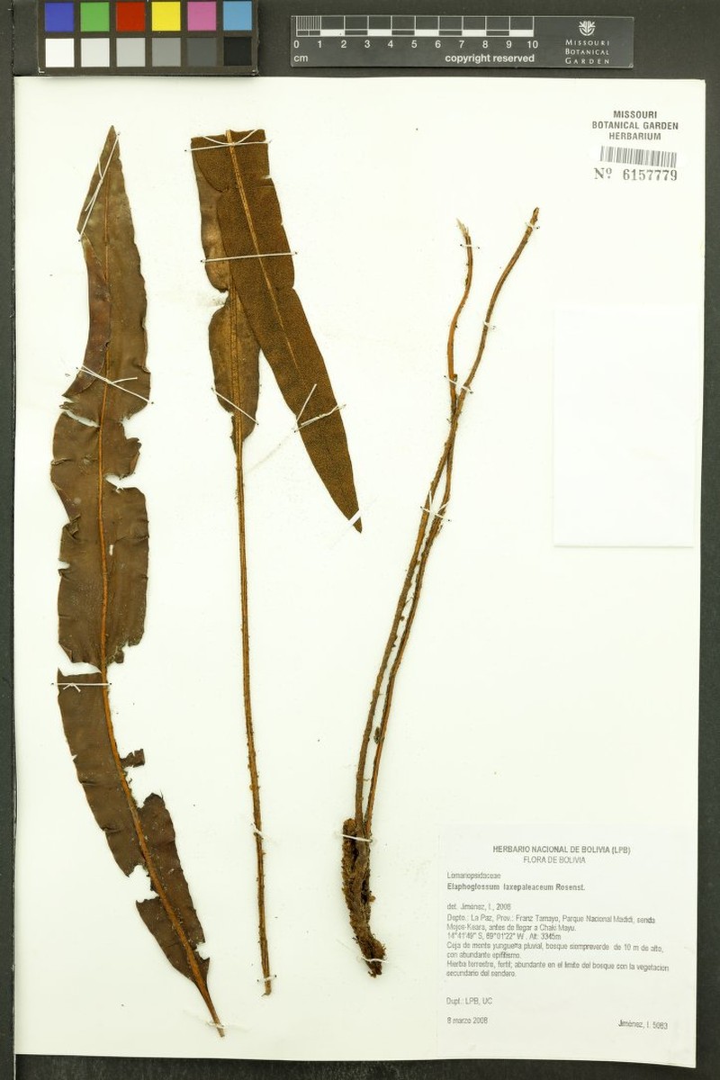 Elaphoglossum laxepaleaceum photo 4