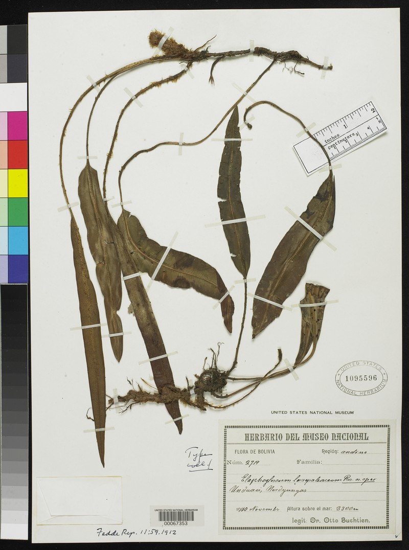 Elaphoglossum laxepaleaceum