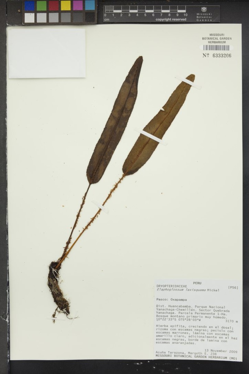 Elaphoglossum laxisquama
