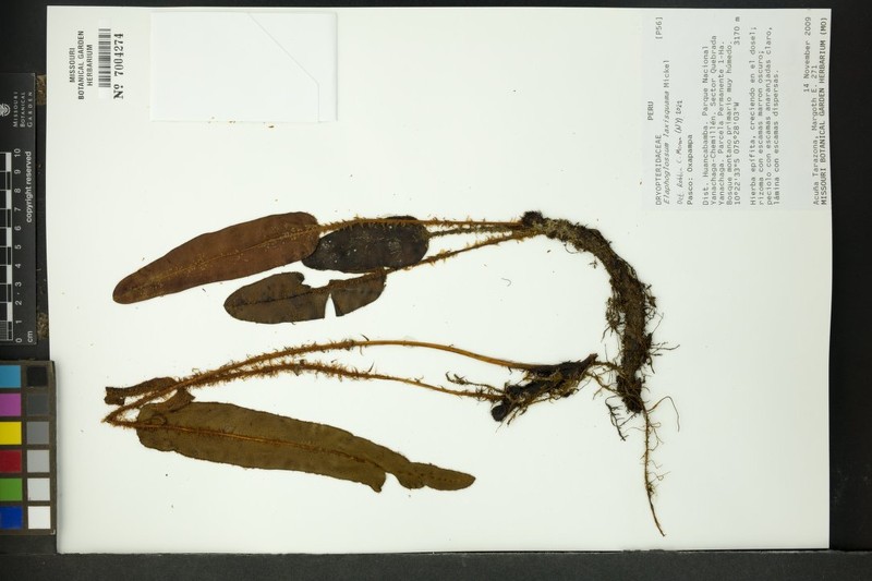 Elaphoglossum laxisquama photo 2