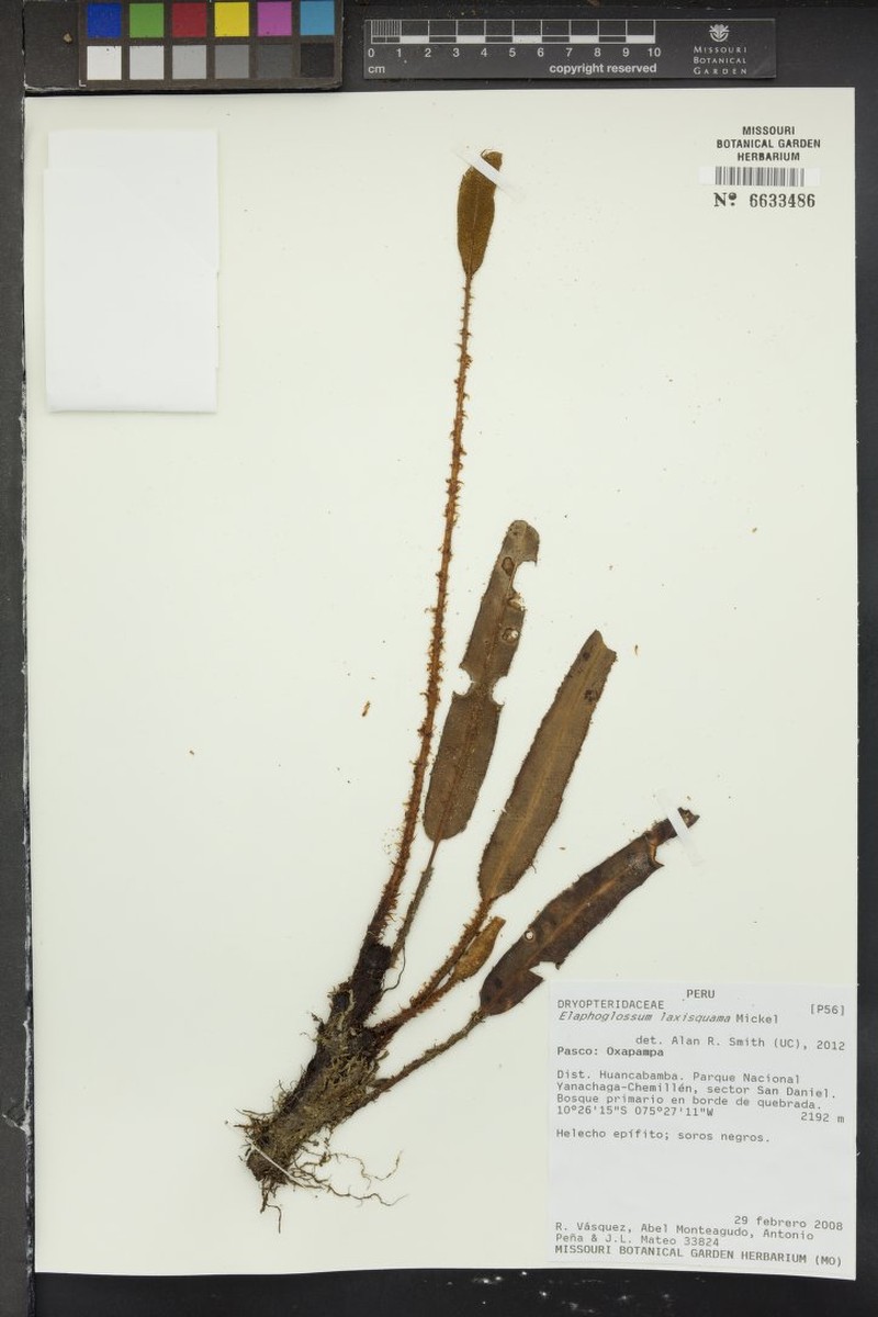 Elaphoglossum laxisquama photo 3