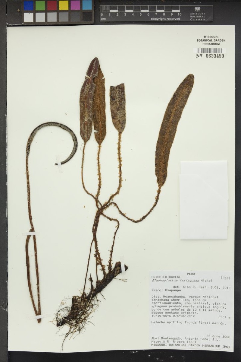 Elaphoglossum laxisquama photo 4
