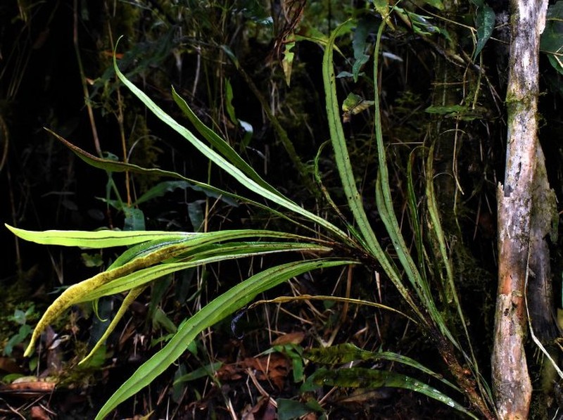 Elaphoglossum lechlerianum