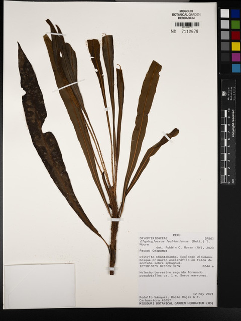 Elaphoglossum lechlerianum photo 2