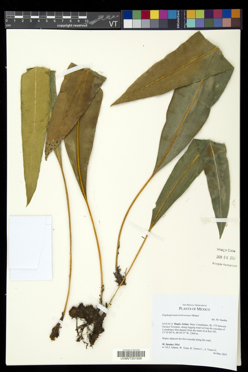 Elaphoglossum leebrowniae