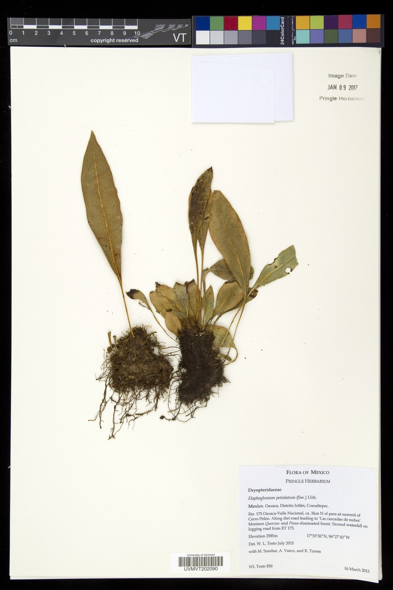 Elaphoglossum leebrowniae photo 2