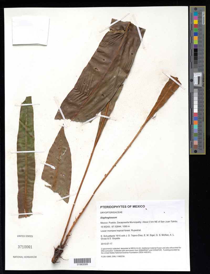 Elaphoglossum leebrowniae photo 3