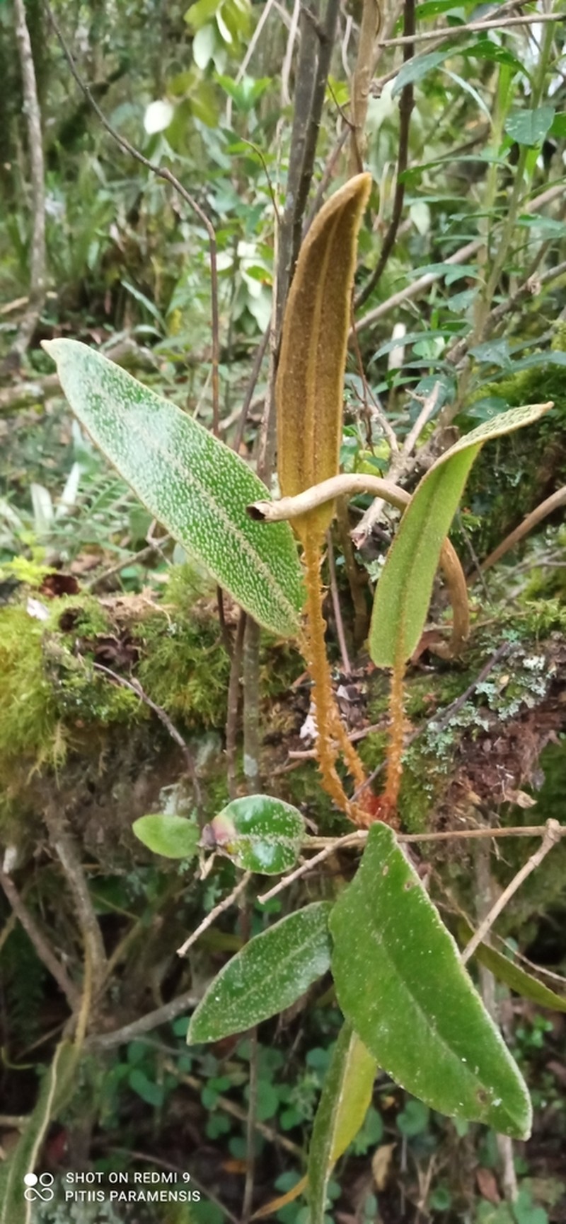Elaphoglossum lehmannianum
