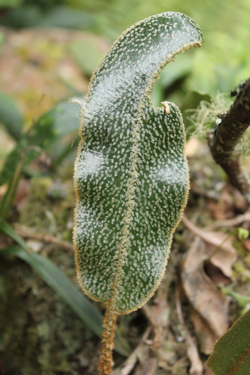 Elaphoglossum lehmannianum photo 2