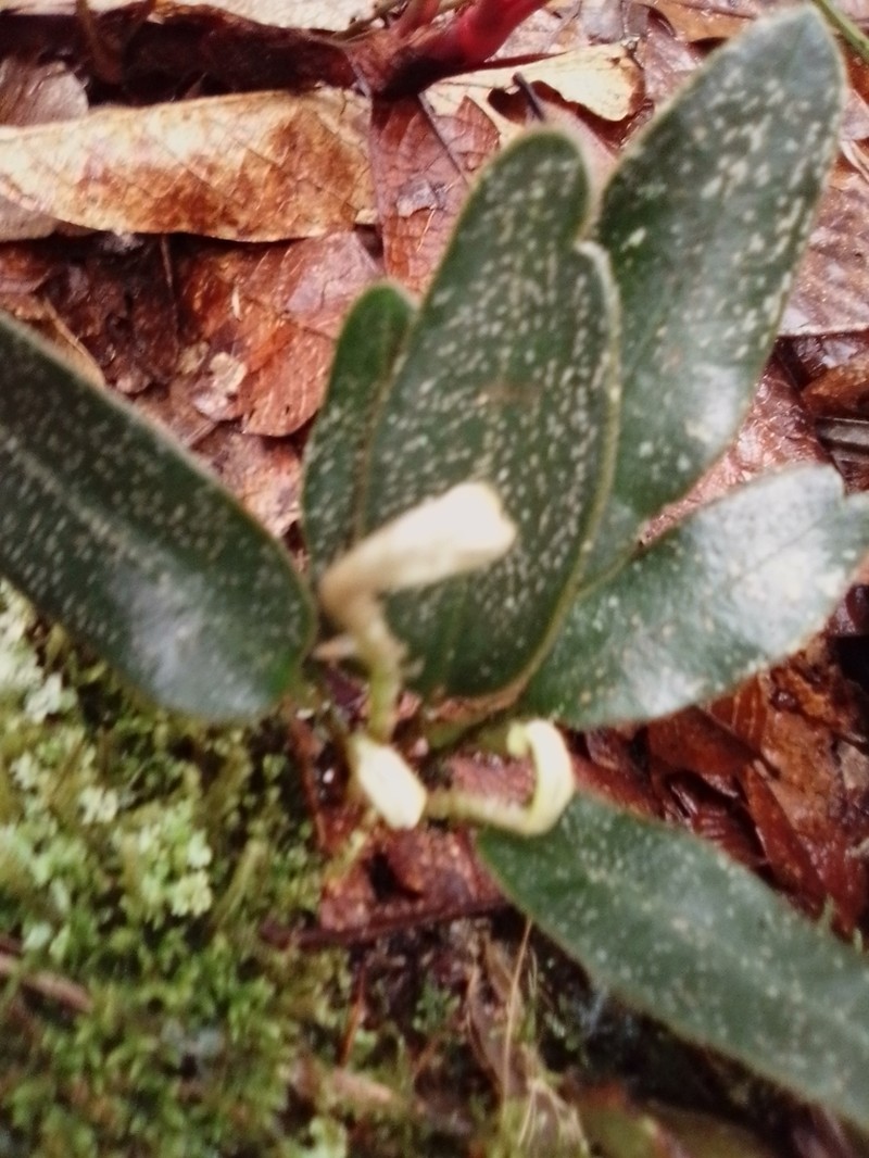 Elaphoglossum lehmannianum photo 3