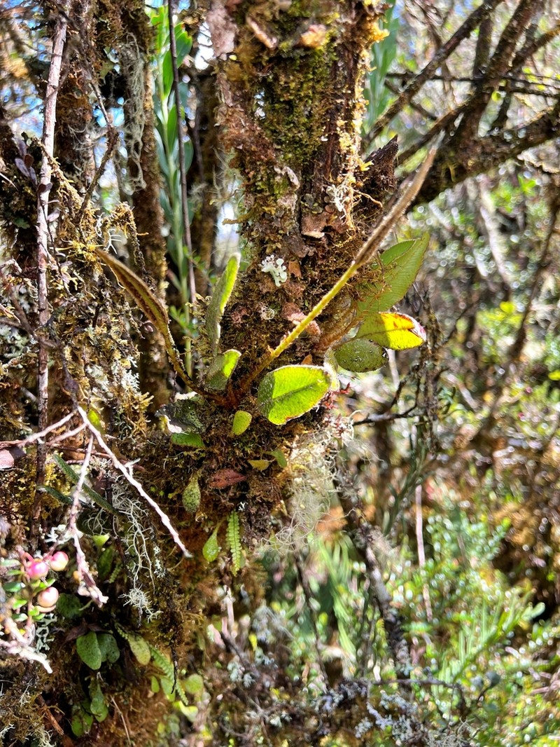 Elaphoglossum lehmannianum photo 4