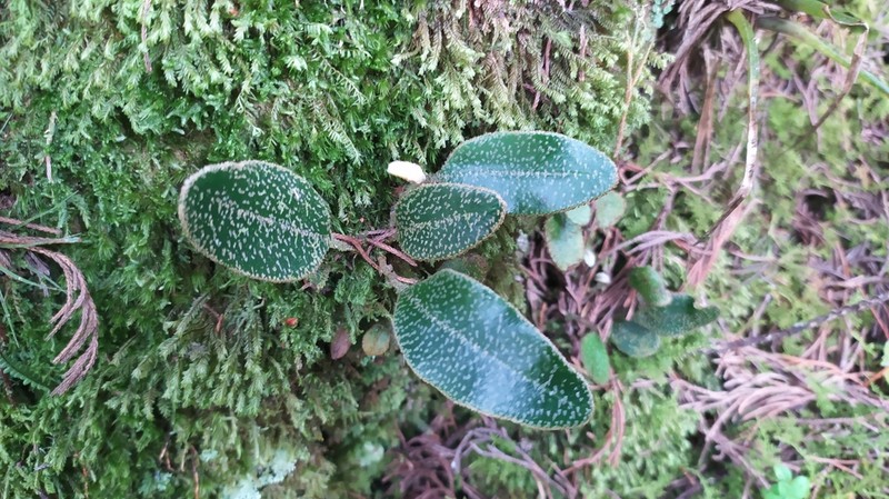 Elaphoglossum lehmannianum photo 5