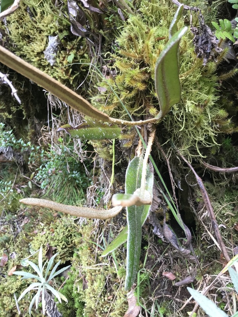 Elaphoglossum lehmannianum photo 6