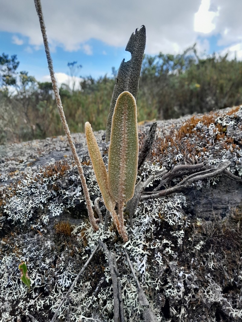 Elaphoglossum lehmannianum photo 7