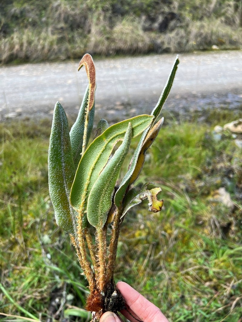 Elaphoglossum lehmannianum photo 8