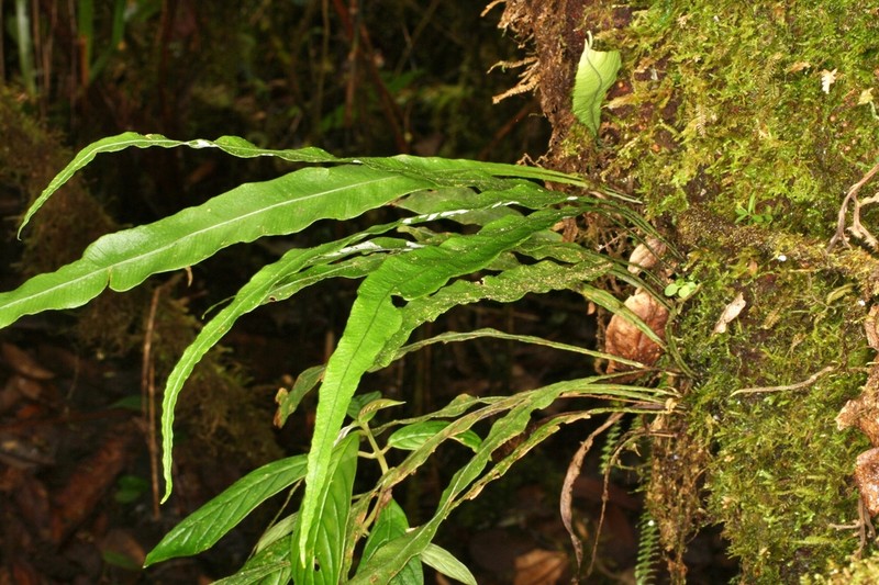 Elaphoglossum lellingeri photo 2