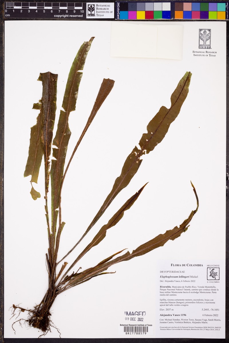 Elaphoglossum lellingeri photo 3