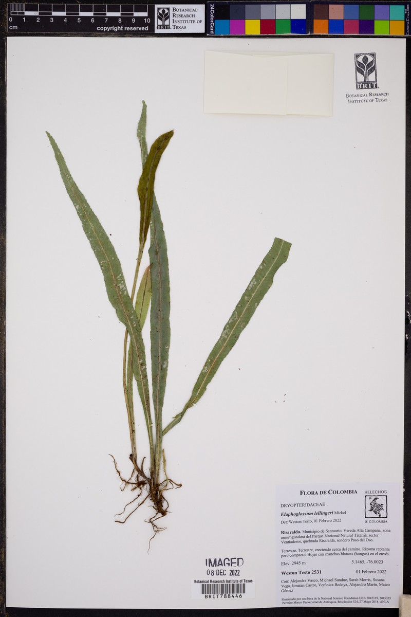 Elaphoglossum lellingeri photo 4