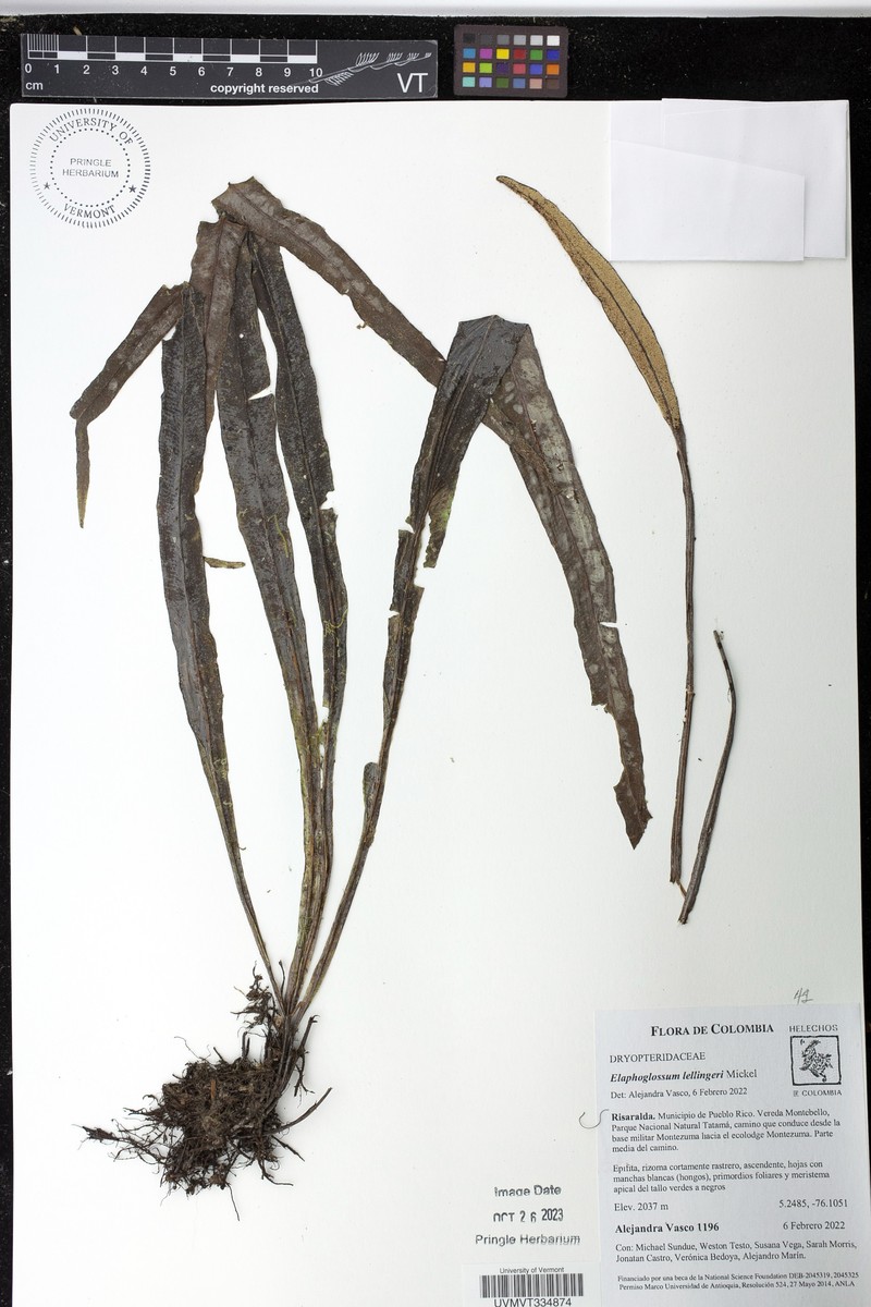 Elaphoglossum lellingeri photo 5