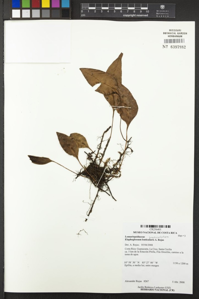 Elaphoglossum lenticulatum
