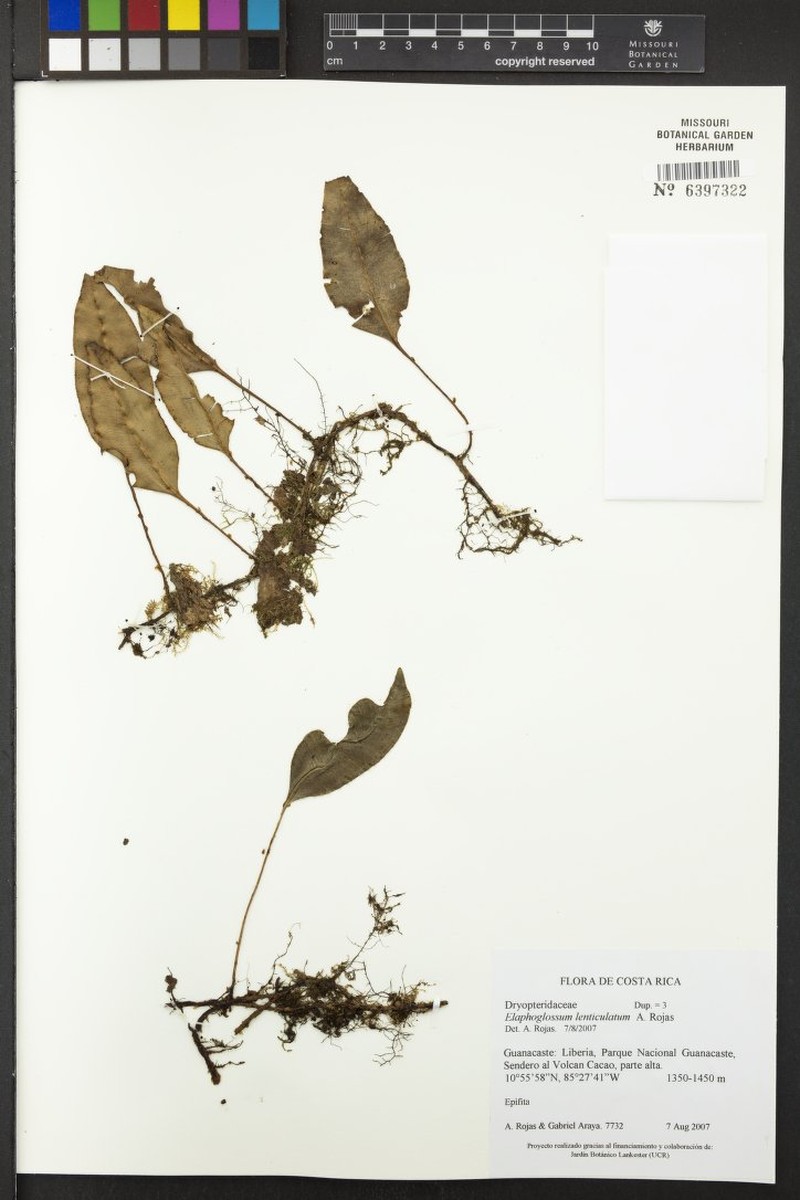 Elaphoglossum lenticulatum photo 2