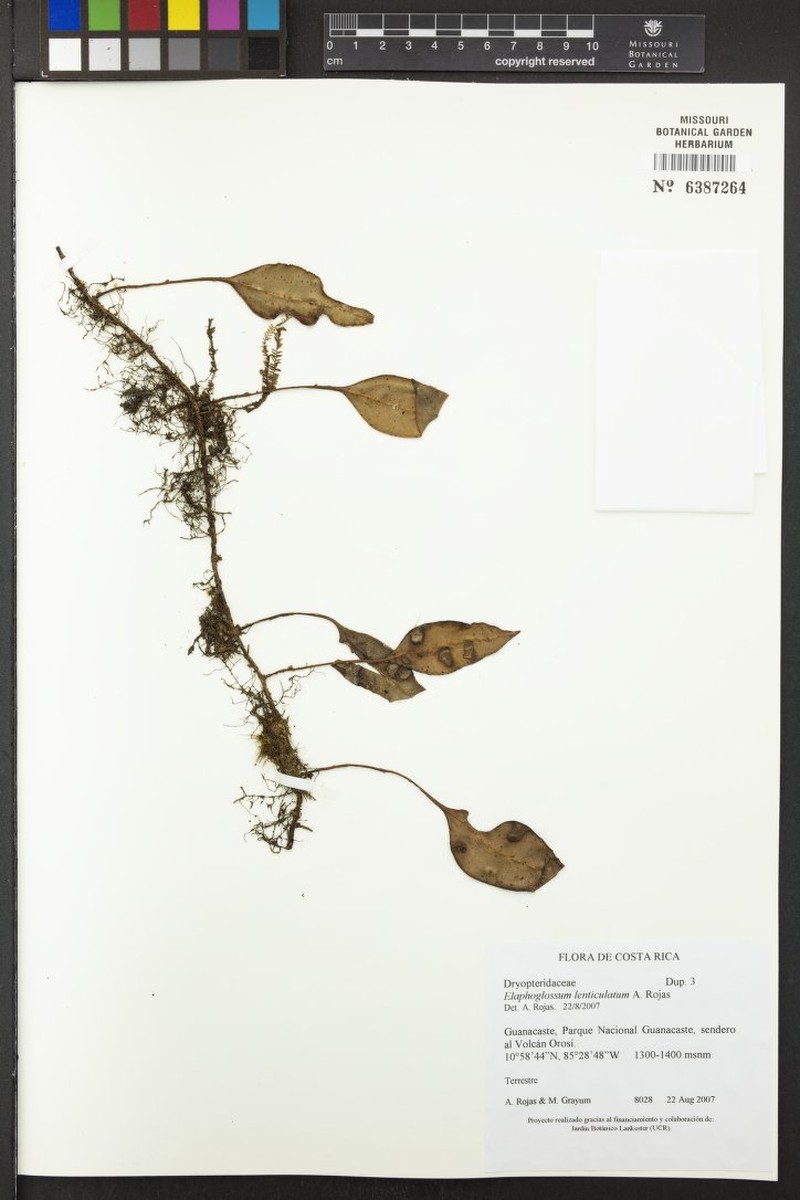 Elaphoglossum lenticulatum photo 3