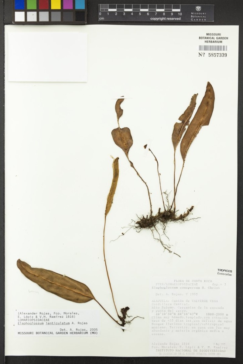 Elaphoglossum lenticulatum photo 4
