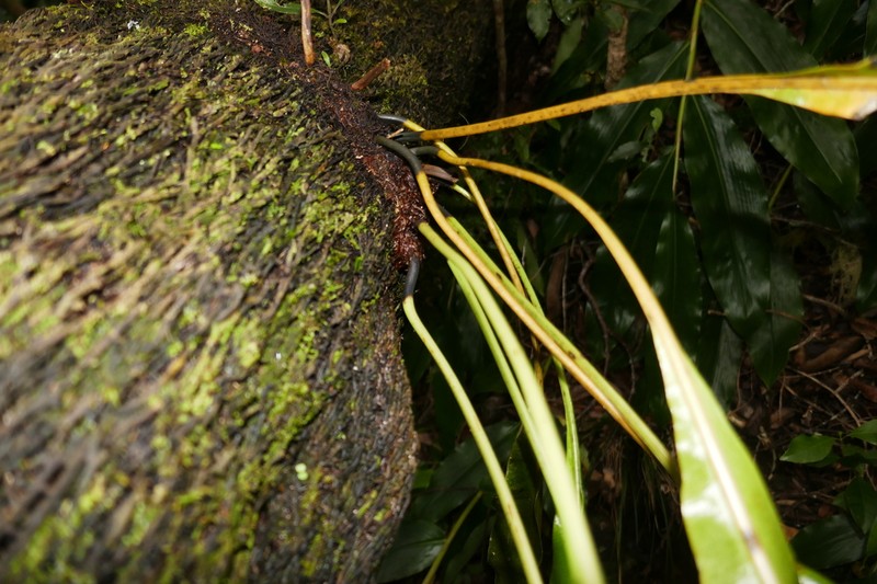 Elaphoglossum lepervanchii