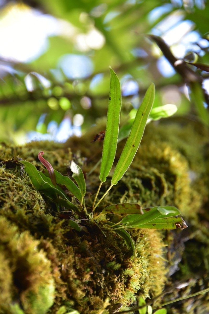 Elaphoglossum lepervanchii photo 2