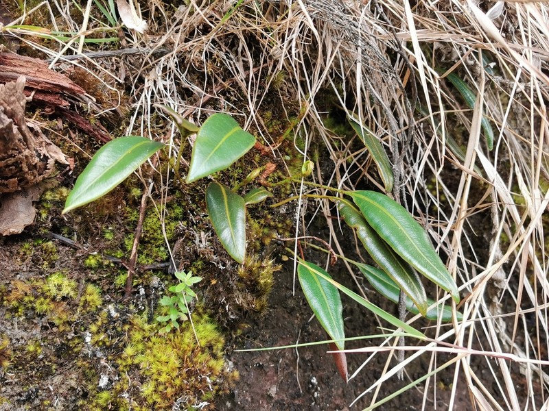 Elaphoglossum lepervanchii photo 3