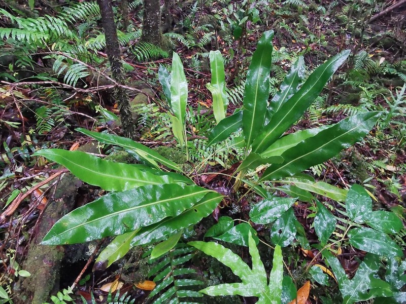 Elaphoglossum lepervanchii photo 4